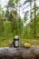 Picnic in the pine forest. A thermos and metal mugs stand on an old log against the backdrop of a forest.