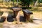 Picnic site in birch grove. Wooden table and benches in birch forest