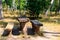 Picnic site in birch grove. Wooden table and benches in birch forest