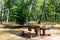 Picnic site in birch grove. Wooden table and benches in birch forest