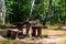 Picnic site in birch grove. Wooden table and benches in birch forest