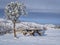 picnic table and pine tree with a fresh snow