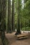 Picnic table redwood forest park vertical