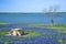 Picnic table surrounded by Texas Bluebonnets