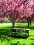 Picnic Table under Pink Flowering Trees