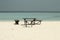 Picnic tables and bench on the shore of a desert island