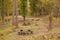 Picnic tables in the woods