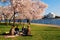 Picnic Under the Cherry Blossoms in Washington DC