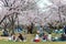 Picnic under the Cherry trees in Japan