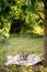 a picnic under a tree, a basket of flowers and a book in the forest