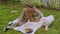 At a picnic in the yard of her dacha, a woman strokes a dog,a man sits next to her on a blanket