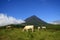 Pico Azores Cows