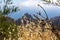 Pico Verde - Selective focus on golden spring wild oat with scenic view on sharp rock formation in  Teno mountain massif