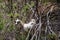 Pico Verde - A wild goat in the dense tropical forest in the Teno mountain range, Tenerife, Canary Islands, Spain