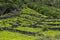 Pico - vineyards and little basalt walls, Azores