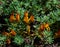 Picopaloma, Parrotâ€˜s beak or coral gem Lotus berthelotii is a prostrate perennial herb endemic to Tenerife, Canary Islands,