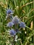 Picos Blue Sea Holly flowering next to the promenade in Eastbourne