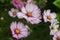 Picotee Cosmos blooming in summer garden