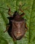 Picromerus bidens spiked shieldbug