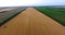 Pictorial aerial panorama of golden fields of wheat among forest plantations with endless perspective