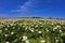 The pictorial field of white flowers