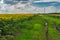 Pictorial landscape with an earth road among unripe sunflower agricultural fields