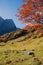 Pictorial mountain landscape karwendel alps, hiking traile, tree with red leaves