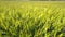 Pictorial wheat field with bright stems against dense forest