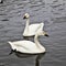 A picture of 2 Bewick Swans