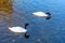 A picture of 2 Black Necked Swans. Black necked swans mirrored i