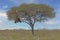 Picture of an acacia tree with a big weaver birds nest on a green meadow against a blue sky in Etosha national park in Namibia