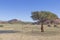 Picture of an acacia tree in front of a rock formation in southern Namibia near Fish River Canyon