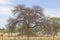 Picture of an acacia tree with a termite nest around the trunk