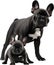 Picture of an adorable French bulldog. AI-Generated.