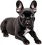 Picture of an adorable French bulldog. AI-Generated.