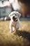 Picture of an Adorable Small Happy Puppy Playing in Sun, created with Generative AI technology