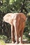 Picture african elephant,walking relax, play soil