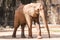 Picture african elephant,walking relax, play soil