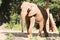 Picture african elephant,walking relax, play soil