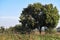 Picture of agriculture green field in Indian village