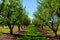 Picture of almond orchards in rows