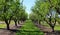 Picture of almond orchards in rows