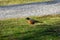 A picture of American Robin perching on the ground.