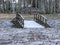 Picture with arched wooden bridge in birch grove