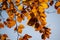 A picture of the autumn orange transparent leaves.