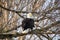A picture of a Bald eagle perching on the branch