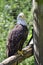 A picture of Bald eagle perching on the wood.      BC