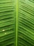 picture of banana leaves that are still fresh naturally