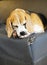 Picture The Beagle breed originated in England.