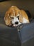 Picture The Beagle breed originated in England.